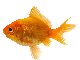 goldfish