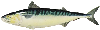 mackerel